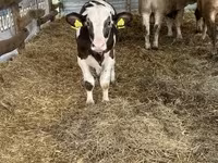 Bull, Russian Black pied cattle — photo 3