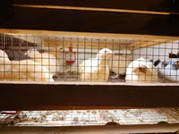 King Quail — foto 2