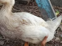 Ducks — photo 2