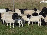 Moutons (lot, sexe non indiqué), Dorper sheep — photo 1