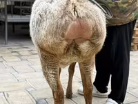Brebis, Arashan sheep — photo 6