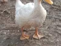 Ducks — photo 4