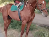 حصان, Trakehner — الصورة 5