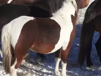 Koně (série, pohlaví neuvedeno), Horse breed — foto 2