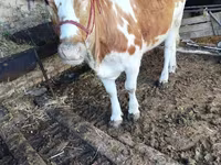 Buğa, Simmental cattle — foto 2