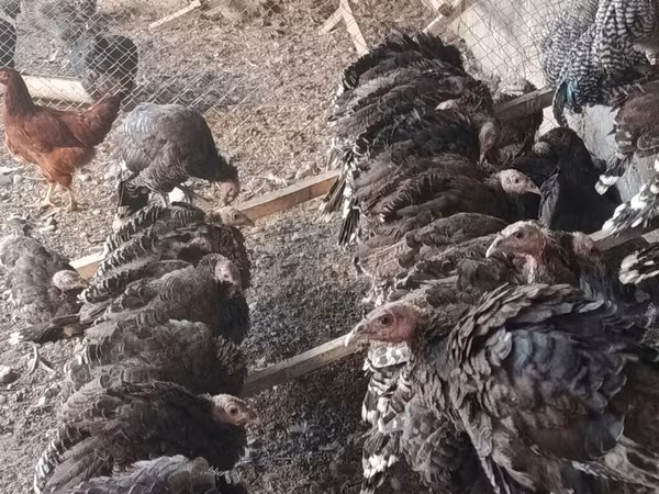 ब्रॉन्ज़