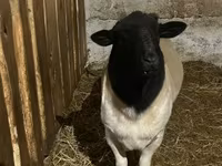母羊, Dorper sheep — 照片 3