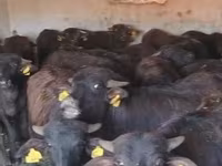 मवेशी (लॉट, लिंग निर्दिष्ट नहीं), अफ्रीकी भैंस — फ़ोटो 1