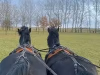 घोड़ा, Hungarian horse breed — फ़ोटो 4
