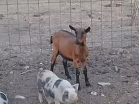 雌ヤギ, Alpine goat — 写真 1