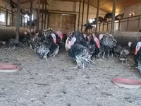 Gallo de pelea de fosa australiano — foto 3