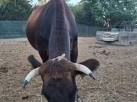 Vaca, Dexter — foto 5