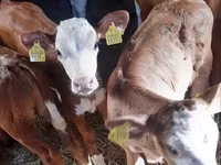 Taureau, Pinzgauer cattle — photo 1