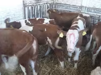 Taureau, Vache limousine — photo 2