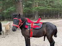 Caballo, Shetland Pony — foto 2