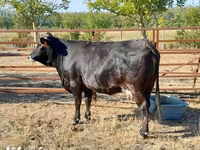 Vache, Race brune des Carpates — photo 4