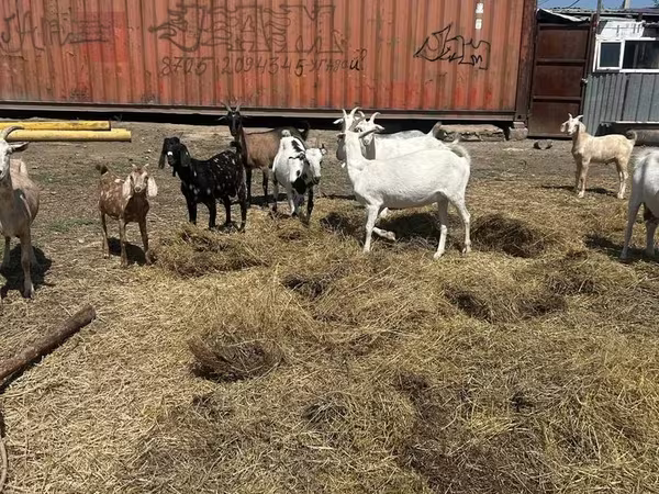 Chèvre, Saanen goat