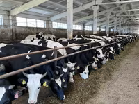 Vache, Yaroslavl cattle — photo 2