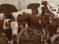 Taureau, Simmental cattle — photo 6