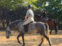 Horse (M), Andalusian horse — photo 4