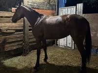 Yegua, French Trotter — foto 2