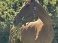 Кобила, Polish pony — фото 6