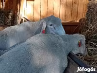 Beran, Merino sheep — foto 4