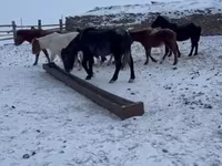 公马, Mugalzhar horse — 照片 5