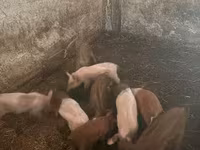 Säue, Schweine — Foto 2