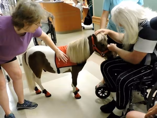 فرس, Miniature horse