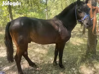 حصان, Indian half-bred — الصورة 2