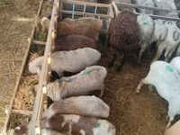 母羊, Beulah Speckled face sheep — 照片 3