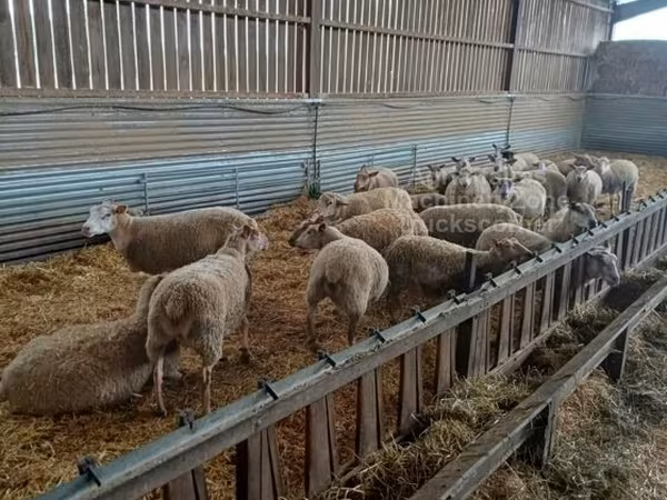 Sheep, Rouge de l’Ouest sheep