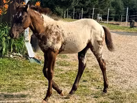 Stute, Appaloosa — Foto 8