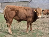 Taureau, Vache limousine — photo 4