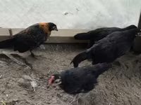 Galinha tcheca dourada malhada — foto 1