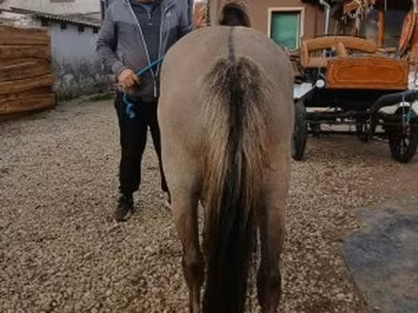Klisna, Fjогd