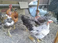 Chickens — Foto 4