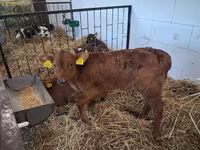 Byk, Simmental cattle — zdjęcie 1