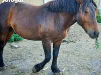 Cheval, Međimurje horse — photo 4