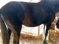 Stute, French Trotter — Foto 5