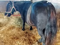 Jument, American shetland pony — photo 1