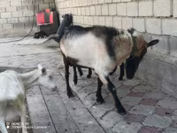 公山羊, Alpine goat — 照片 1