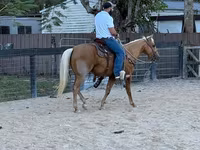 Horse (M), Quarter Horse — photo 2