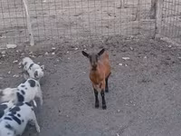 雌ヤギ, Alpine goat — 写真 5