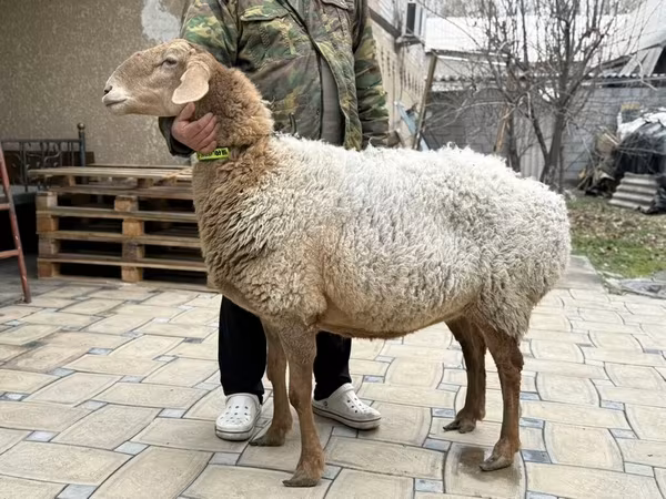 Brebis, Awassi sheep