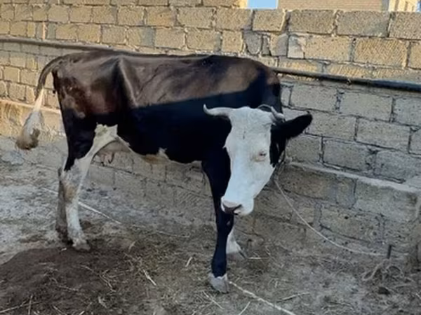 母牛, Red-spotted breed