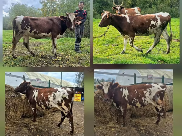 Cow, Ayrshire