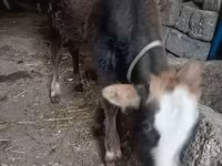 公牛, Cattle — 照片 3