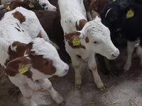 Skot (série, pohlaví neuvedeno), Simmental cattle — foto 5